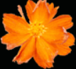 蜘蛛池和泛目录